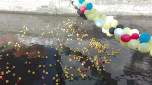 Schwimmende Quietscheenten in der Leine in Göttingen