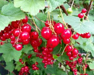 Johannisbeeren, Garten, Pflücken, Ernte, Carl Tode, Göttingen